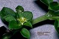 pin-cushion plant و coral moss و English baby tears و گل دانه تسبیح
